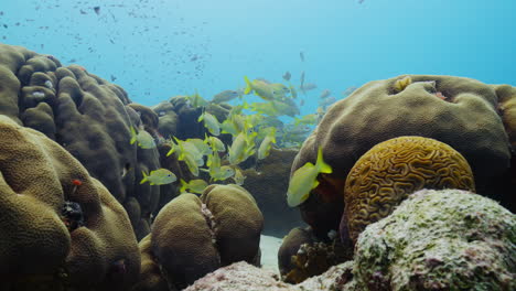 School-of-snapper-on-a-caribbean-hard-coral-reef