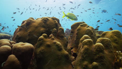 Cientos-De-Pequeños-Peces-Nadando-Alrededor-De-La-Formación-De-Coral-Duro
