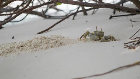 Closeup-of-a-small-sand-crab-diging-a-hole-in-the-sand-on-the-beach-under-the-trees