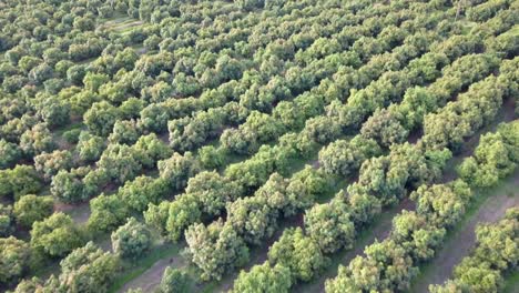 Obstgarten-Mit-Grünen-Bäumen,-Luftbild-An-Einem-Sonnigen-Tag
