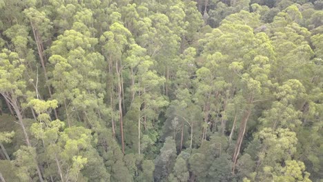 Drohnen-Arial-Des-Wasserfalls-Zwischen-Bäumen-Und-Farnen-In-Einem-Australischen-Tropenwald