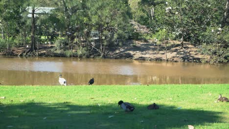 Different-species-of-fowl-birds-hanging-out-at-a-lush-green-park-by-the-lake-on-a-sunny-day