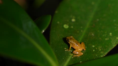 A-orange-frog-on-a-leaf-in-the-jungle-under-the-rain