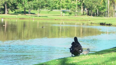 1080-Black-swan-by-a-brown-lake-on-a-sunny-way-walking-on-green-grass