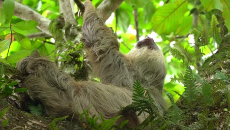 A-Sloth-sleeping-on-a-tree-in-the-jungle-in-Costa-Rica