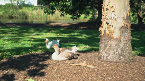 Medium-shot-of-a-large-Australian-eastern-pacific-duck-sitting-under-a-tree-on-a-sunny-day-cleaning-itself
