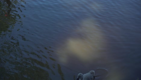 Bebé-Cygnet-Nadando-En-Un-Lago-Marrón-En-Un-Día-Soleado
