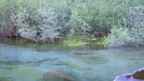 Teich-Mit-Klarem,-Transparentem-Wasser-Und-Grünen-Pflanzen-Und-Büschen