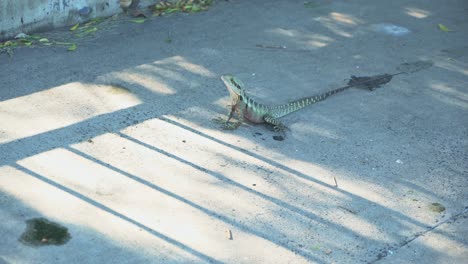Lizard-goanna-in-Australia-on-a-bridge-scuttles-away-from-camera-scared-and-timid