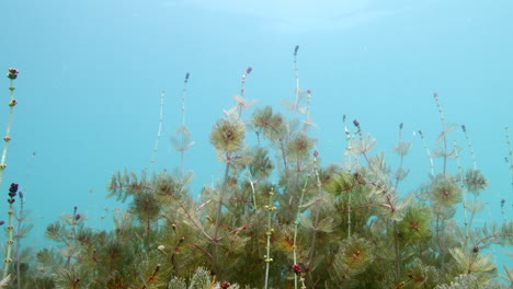 Sea-grass-close-to-surface-swaying-in-the-surge