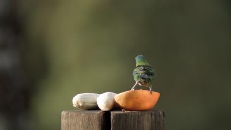 Schöner-Tropischer-Vogel,-Der-Früchte-Im-Garten-Isst,-Verschwommener-Hintergrund