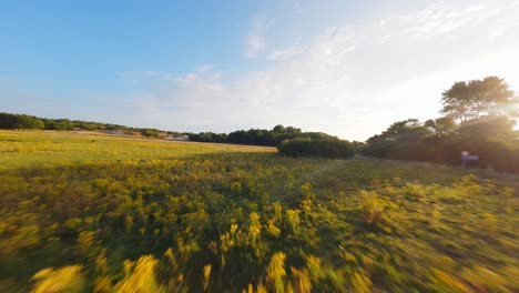 Yellow-and-green-fields-in-dutch-landscape,-FPV-drone-flight-close-to-ground