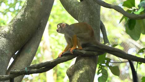 Common-squirrel-monkey,-climb-across-the-tree-and-wondering-around-its-surrounding,-scratching-with-its-feet-in-an-enclosed-environment,-close-up-shot-at-daylight