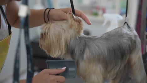 Dog-groomer-brushing-yorkshire-terrier-in-a-dog-salon