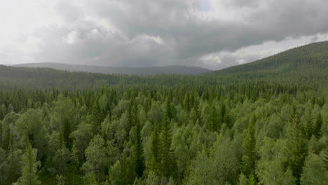 Flying-Over-Dense-Spruce-Trees-In-Forest-Near-Namsskogan-In-Norway