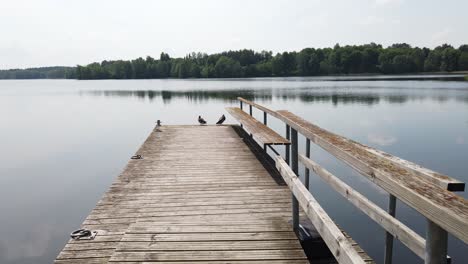 ducks-on-the-lake-pier