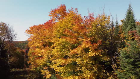 Helle-Goldene-Und-Orange-Farben-Des-Herbstwaldes,-Luftaufstieg-Vom-Boden