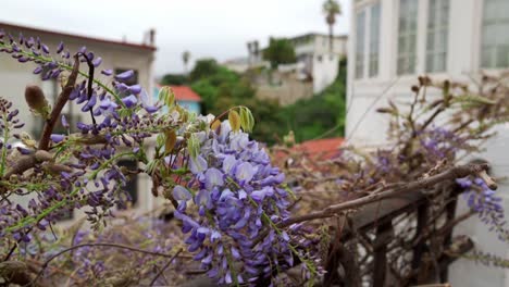 Handheld-purple-flowers-in-the-colorful-streets-of-Cerro-alegre,-Valparaíso,-Chile