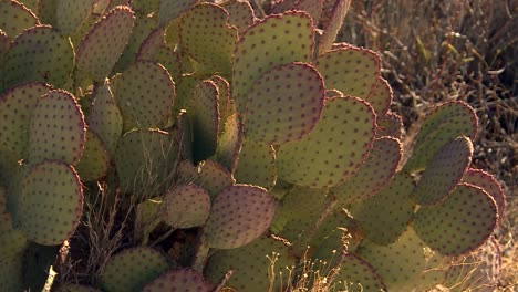 Espécimen-De-Cactus-De-Orejas-De-Conejo-Silvestre-Que-Prospera-En-Un-Ambiente-árido