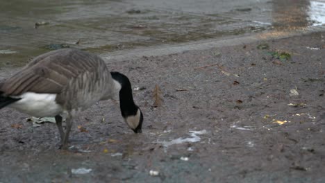 Thirsty-Canada-goose-drinks-from-a-mud-puddle-on-the-ground-on-a-rainy-day