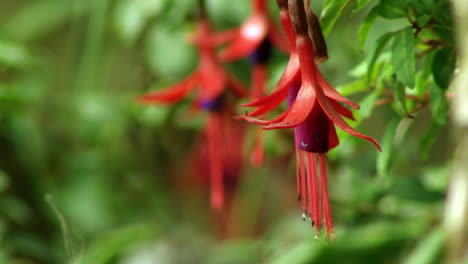 Nahaufnahme-Der-Lebendigen-Hängenden-Fuchsia-Magellanica-Im-Garten