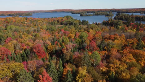 Drone-flying-over-forest-inside-Algonquin-Provincial-Park-during-fall-season-and-river-at-the-background