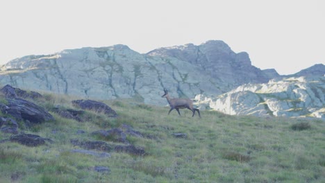 an-chamois-running-in-the-alps-mountain