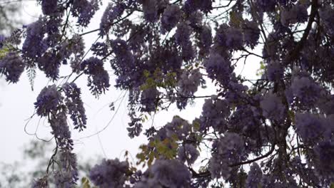 Handheld-tilt-down-of-branches-full-of-purple-flowers-on-a-cloudy-day