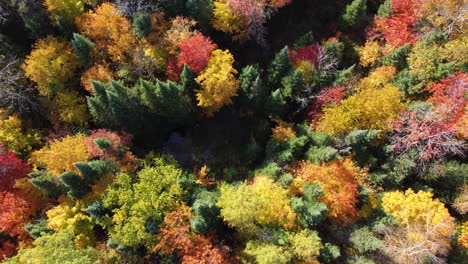 Vibrant-autumn-tree-tops-in-colorful-woodland-of-Canada,-aerial-top-down-view