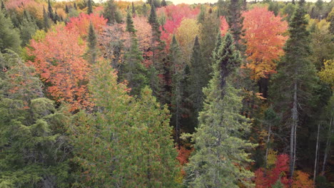 Flying-close-to-treetops-of-vibrant-red,-yellow-and-brown-autumn-coloured-trees
