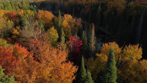 Luftaufnahmen-Nach-Unten,-Die-über-Einen-Wald-In-Wunderschönen-Herbstfarben-Zu-Einem-Fluss-Fliegen
