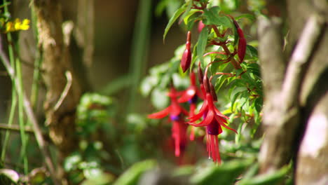 Hängende-Fuchsia-Magellanica-Im-Garten.-Abgesperrt