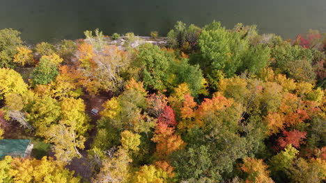 drone-flight-looking-down-over-a-forest-in-bright-autumn-colors-containing-a-cottage-on-the-edge-of-a-lake