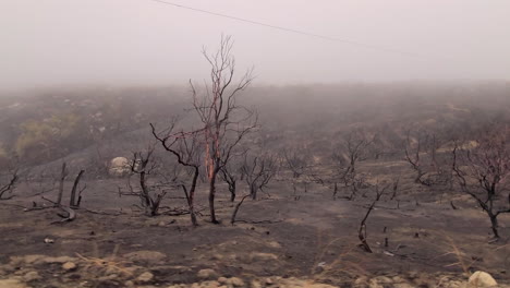 Blick-Auf-Verbrannte-Bäume,-Zerstörte-Vegetation-Nach-Dem-Brand,-Naturkatastrophe