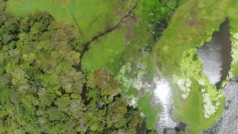 Aerial-drone-bird's-eye-view-over-lush-green-vegetation-along-riverside-in-Parintins,-Amazonas,-Brazil-at-daytime