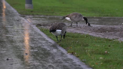 Two-geese-walk-and-look-for-food-in-a-city-park