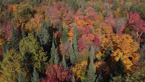 Calming-colors-of-autumn-forest,-aerial-orbit-view