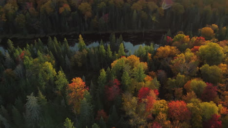 Aerial-view-of-a-river-running-through-an-orange-autumn-forest-wetland