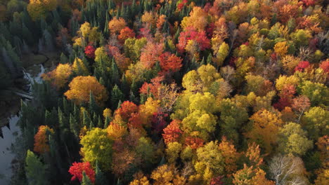 Ariel-Schnitt-Des-Flusses,-Der-Sich-Durch-Einen-Spektakulären,-Hell-Herbstfarbenen-Wald-Schlängelt