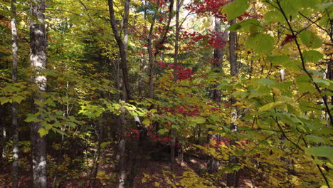 Aufsteigend-Zwischen-Den-Ästen-Im-Wald-Mit-Herbstlichen-Rot--Und-Gelbtönen