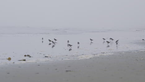 A-group-of-Sandpipers-at-the-shoreline