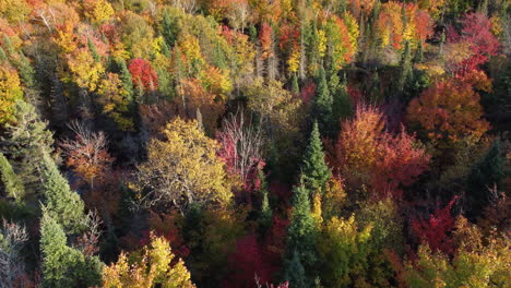 Drohnenblick-Auf-Den-Fluss,-Der-In-Einem-Wunderschönen-Herbstwald-Fließt