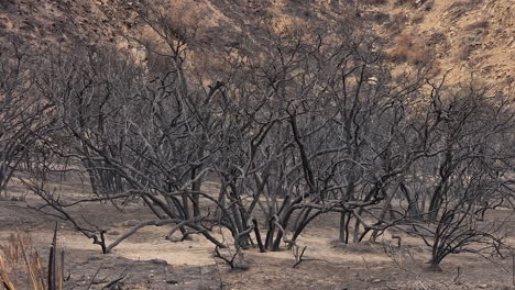 Destroyed-plants-in-hot-landscape-of-California-after-wild-fires