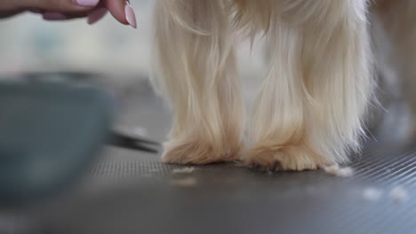 Professioneller-Haarschnitt-Und-Hundepflege-Yorkshire-Terrier-Im-Pflegesalon