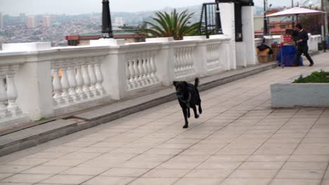 Black-dog-running-after-the-ball-at-the-yugoslavian-promenade-of-cerro-alegre,-valparaíso,-chile