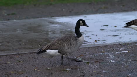Canada-geese-walk-through-the-mud-on-a-rainy-day-near-wet-pavement