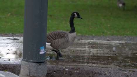 Canada-goose-walks-on-wet-reflective-footpath-after-rain-in-a-grassy-park