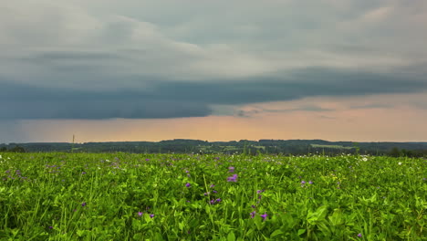 Static-shot-of-white-clouds-passing-by-in-timelapse-over-wild-purple-flowers-in-full-bloom-in-green-grasslands-on-a-spring-day