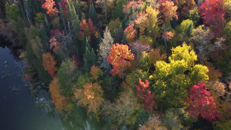 Lakeside-forest-colored-in-majestic-autumn-colors,-aerial-drone-view