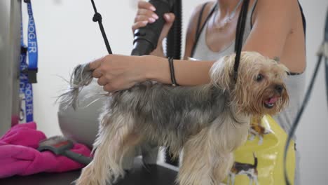 Groomer-takes-care-of-a-happy-dog-in-a-salon